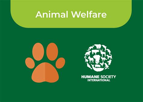 humane society international scandal|Humane International Society and beauty brands claim ECHA is .